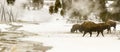 Panorama of herd of bison or American buffalo in Upper Geyser Ba