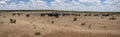 Panorama from a herd of elephants