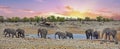 Panorama of a herd of elephants at a waterhole at sunset Royalty Free Stock Photo