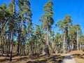 Panorama high pine forest in the Mezaparks district, quiet and forest area of Riga