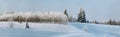 Panorama of hoary tree planting with spruces in deep snow