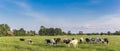 Panorama of Holstein black and white cows in Groningen