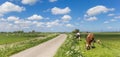 Panorama of Holstein cows at a bicycle path near Groningen Royalty Free Stock Photo