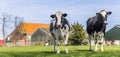 Panorama of holstein cows at a farm in Gaasterland