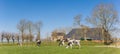 Panorama of holstein cows and a farm in Groningen