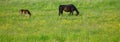 Panorama of horse and foal or filly grazing Royalty Free Stock Photo