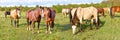 Panorama. Horses standing eating on meadow grass background Royalty Free Stock Photo