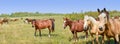 Panorama. Horses standing eating on meadow grass background Royalty Free Stock Photo