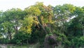 PANORAMA huge Lush crown tall trunk of jungle evergreen forest green yellow trees sky BACKGROUND. Summer Day Time