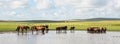 Panorama of Hulunbuir prairie natural scenery in summer Royalty Free Stock Photo