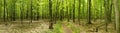 Panorama - Ice Age Trail - deep woods portion late spring sunny day Royalty Free Stock Photo