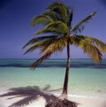 Panorama of idyllic tropical beach with palm trees, white sand and turquoise blue water Royalty Free Stock Photo