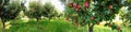 Panorama image .Apple trees in an orchard, with fruits ready for harvest