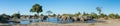 A colour, panorama image of a herd of elephants, Loxodonta africana, bathing and drinking at a dwindling waterhole in Savute, Bot Royalty Free Stock Photo