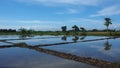 Panorama of Irrigated Paddy Field