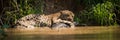 Panorama of jaguar lying on yacare caiman