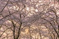 Panorama Japanese Prunus cherry blossom sakura with sun bursting through