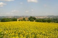 Panorama of Jesi (Marches, Italy) and sunflowers Royalty Free Stock Photo