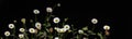 Panorama of KarwinskyÃ¢â¬â¢s fleabane Erigeron karvinskianus flowers against a black background Royalty Free Stock Photo