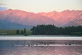 Panorama of lake Tekapo, New Zealand Royalty Free Stock Photo