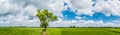 Panorama Landscape. Amazing and beautiful the shade big tree standing in the green rice field with the fresh green bushes. Royalty Free Stock Photo