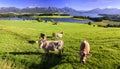 Panorama landscape in Bavaria with herd of cows