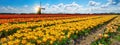 Panorama of landscape with blooming colorful tulip field, traditional dutch windmill and blue cloudy sky in Netherlands Holland , Royalty Free Stock Photo