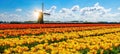 Panorama of landscape with blooming colorful tulip field, traditional dutch windmill and blue cloudy sky in Netherlands Holland , Royalty Free Stock Photo