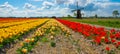 Panorama of landscape with blooming colorful tulip field, traditional dutch windmill and blue cloudy sky in Netherlands Holland , Royalty Free Stock Photo