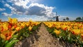 Panorama of landscape with blooming colorful tulip field, traditional dutch windmill and blue cloudy sky in Netherlands Holland , Royalty Free Stock Photo