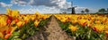 Panorama of landscape with blooming colorful tulip field, traditional dutch windmill and blue cloudy sky in Netherlands Holland , Royalty Free Stock Photo