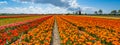 Panorama of landscape with blooming colorful tulip field, traditional dutch windmill and blue cloudy sky in Netherlands Holland , Royalty Free Stock Photo