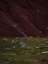 Panorama landscape colorful red hills with alpaca animals at Palccoyo rainbow mountain Cuzco Peru andes South America