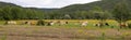 Panorama Landscape with Cows