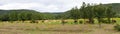 Panorama Landscape with Cows