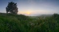 Panorama landscape early morning of August with a single oak horizontal background Royalty Free Stock Photo