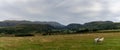 Panorama landscape of the English Lake District with many sheep grazing i nthe fields Royalty Free Stock Photo