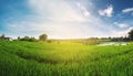 Panorama landscape, green rice field with blue sky in the sunrise morning