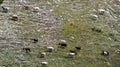 Panorama of landscape with herd of sheep graze on green pasture in the mountains. Young white and brown sheep graze on the farm Royalty Free Stock Photo