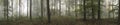 Panorama landscape image of Wendover Woods on foggy Autumn Morning.