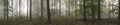 Panorama landscape image of Wendover Woods on foggy Autumn Morning. Royalty Free Stock Photo