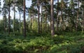 Panorama landscape lush green forest in Summer