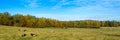 Panorama Landscape - pasture with cows, North Eastern part of Poland Europe, Autumn, misty sunny day in meadow