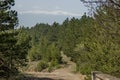 Panorama landscape with pine or pinus forest Royalty Free Stock Photo