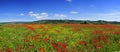 panorama landscape poppies field Royalty Free Stock Photo