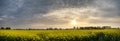 Panorama landscape rapeseed canola field in diffuse hazy morning