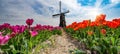 Panorama of landscape with red pink blooming colorful tulip field, traditional dutch windmill and blue cloudy sky in Netherlands Royalty Free Stock Photo