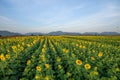 Panorama landscape of sunflowers blooming in the field with the mountain range background at Lopburi province, Thailand Royalty Free Stock Photo