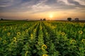 Panorama landscape of sunflowers blooming in the field in sunrise time with the mountain range background at Lopburi province, Royalty Free Stock Photo