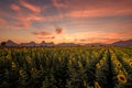 Panorama landscape of sunflowers blooming in the field in sunset time with the mountain range background at Lopburi province, Royalty Free Stock Photo